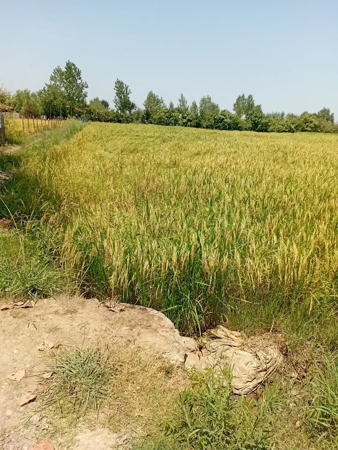 زمین کشاورزی دوبر روستای برزهندان