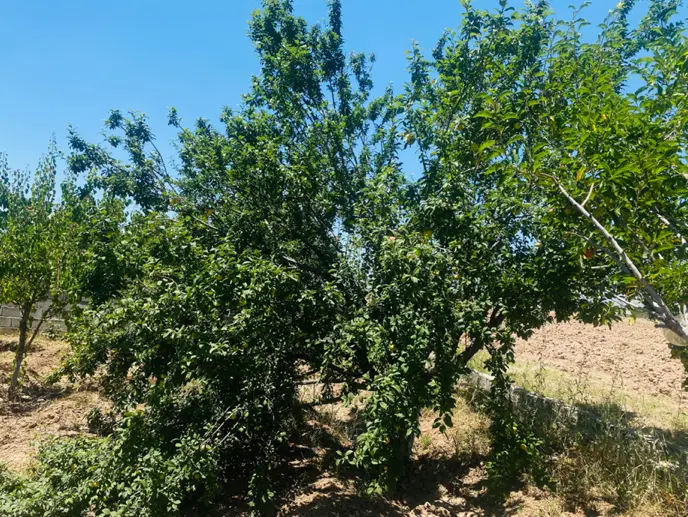 باغ نقلی و کوچک ۱۶۰۰