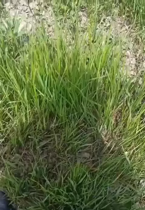 باغ  فندقلو