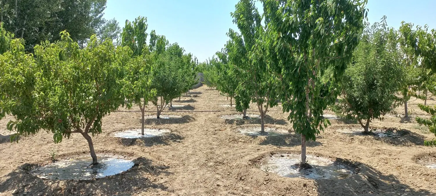 فروش  باغ با درختان  الوان و باغ انگور