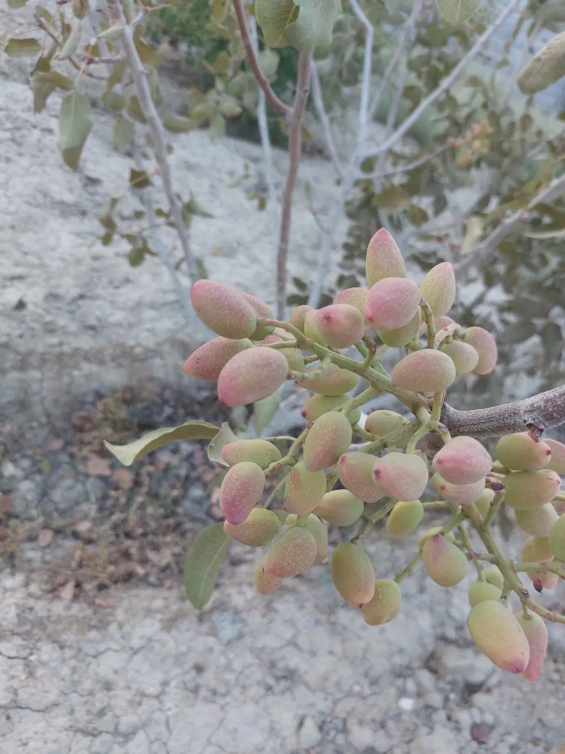 باغ چهار دیواری