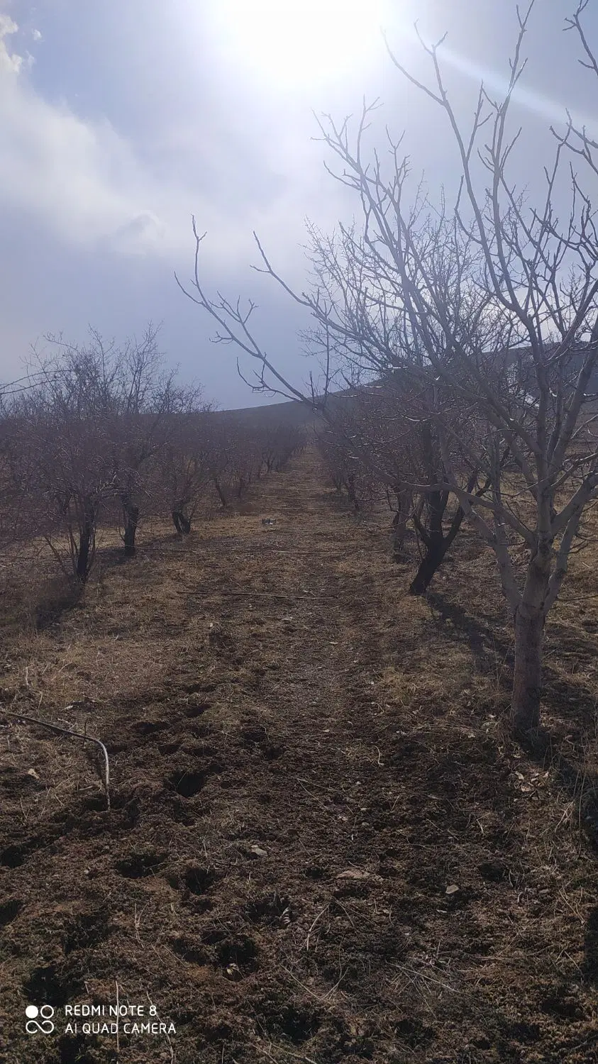 باغ روستای حاجی آباد