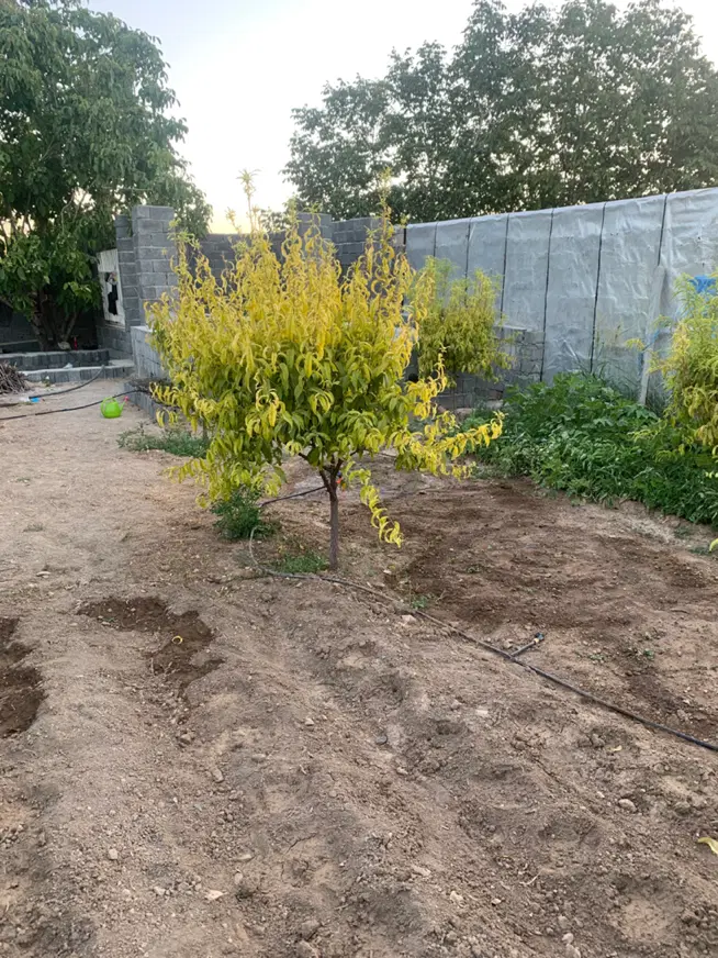 زمین کشاورزی باباریز