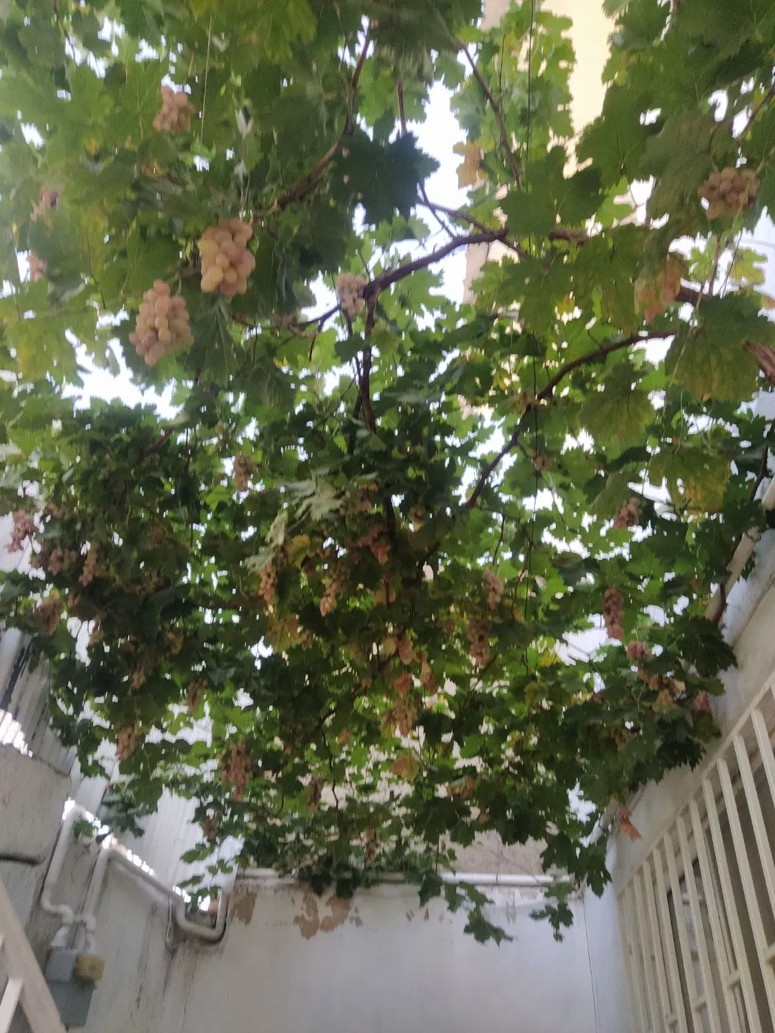اجاره آپارتمان ۱۶۰ متری