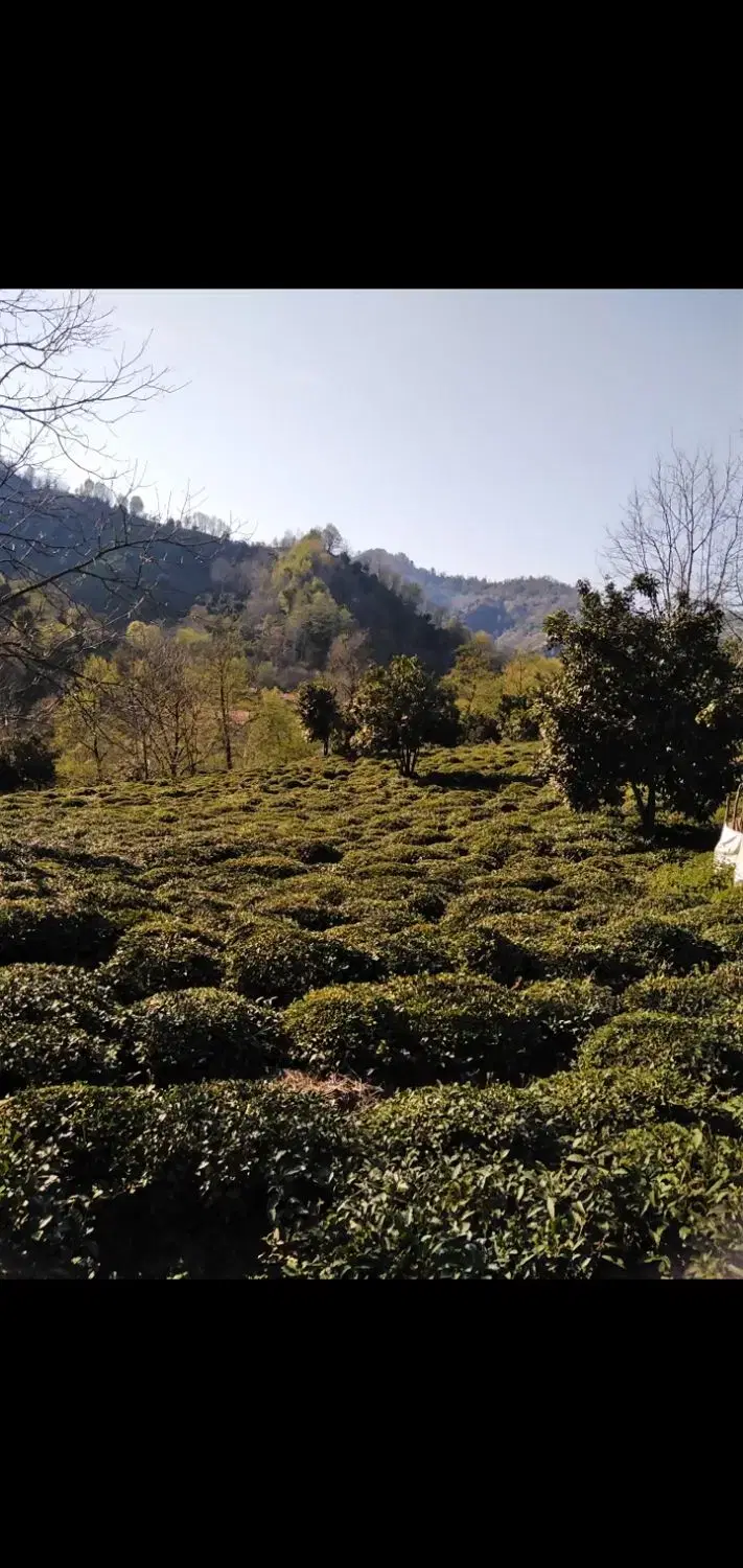 باغ چای