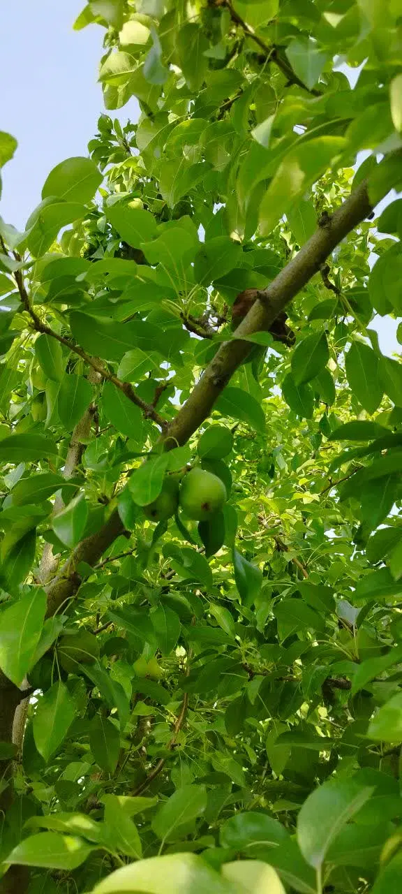 باغ 1400 متری پرمیوه و گردو