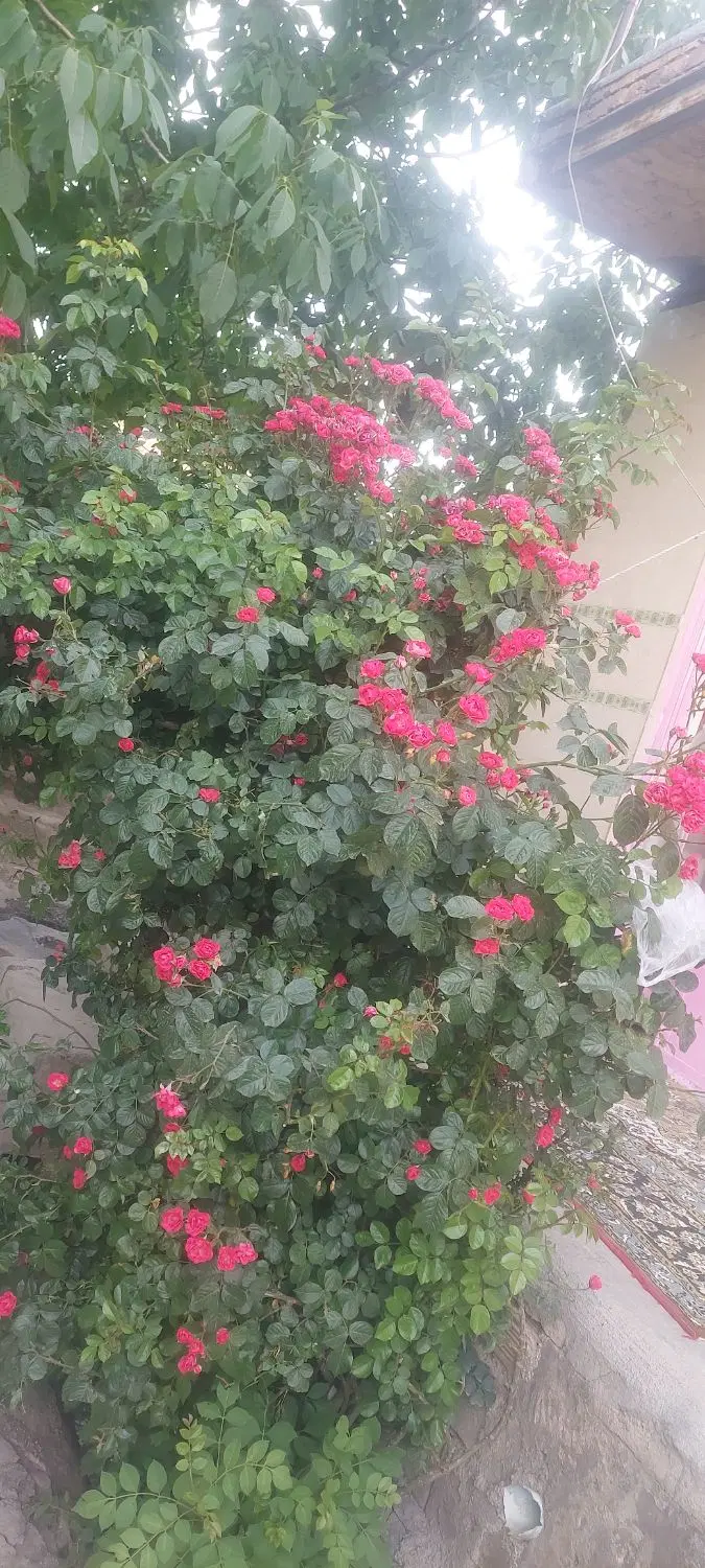 منزل ویلایی