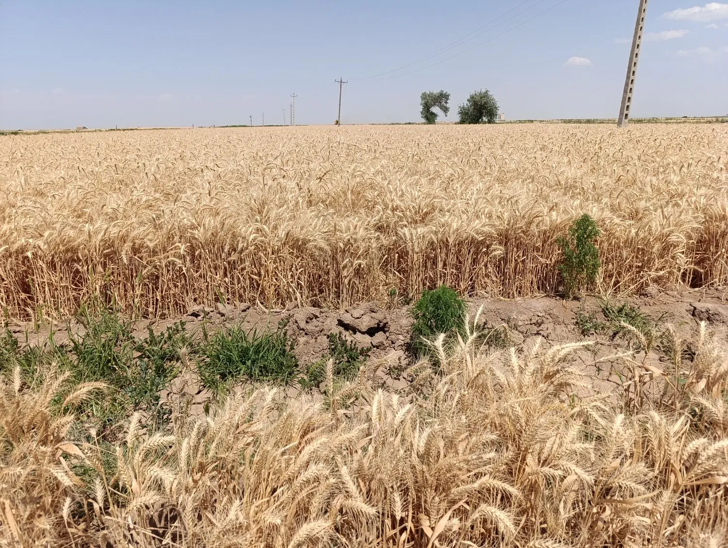 زمین کشاورزی 287 هکتار