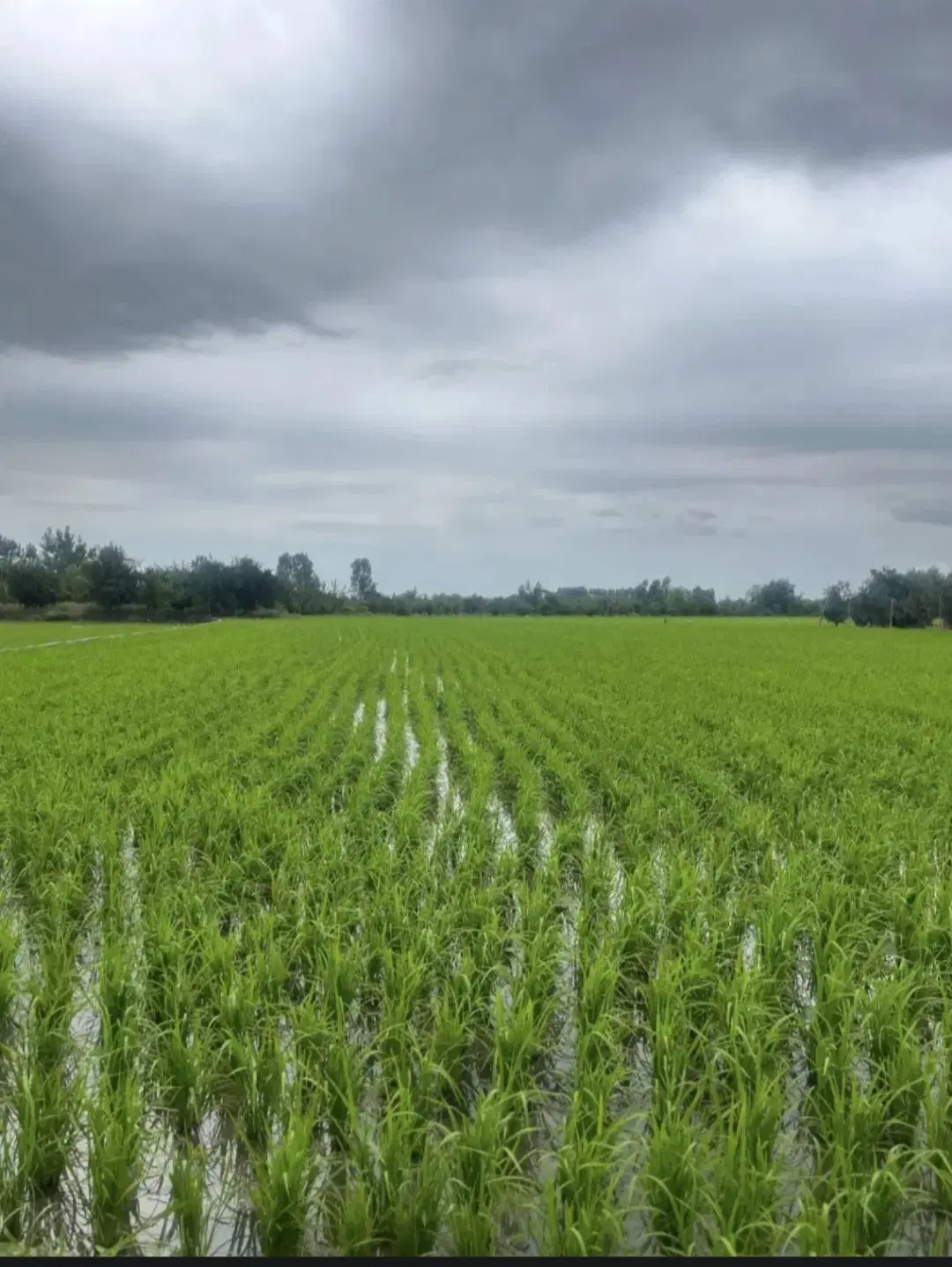 زمین کشاورزی