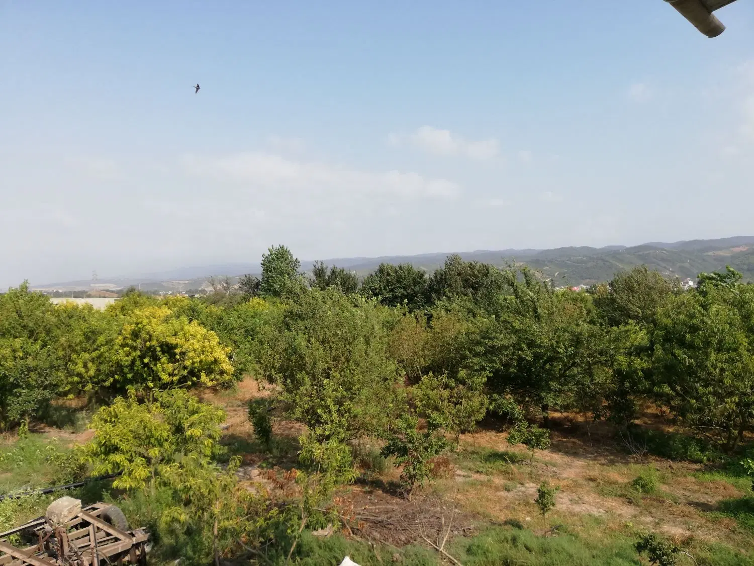 باغ مرکبات 20 ساله با تمام امکانات باغی