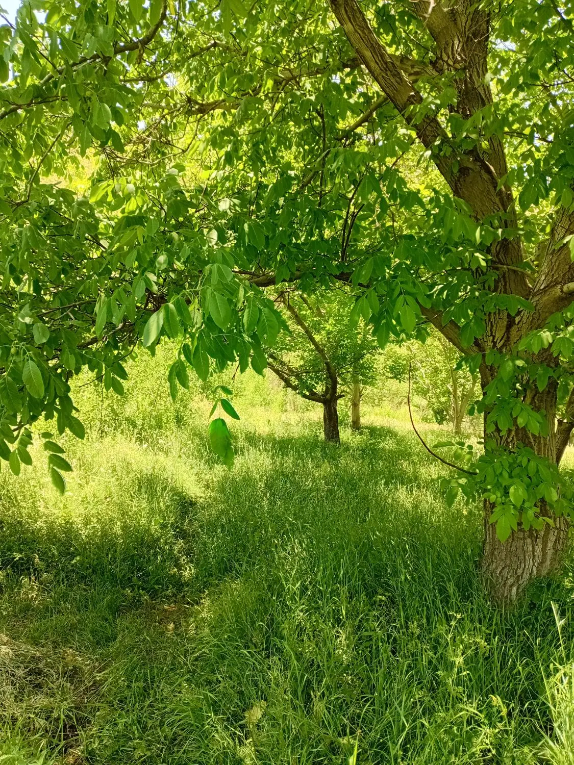 زمین کشاورزی