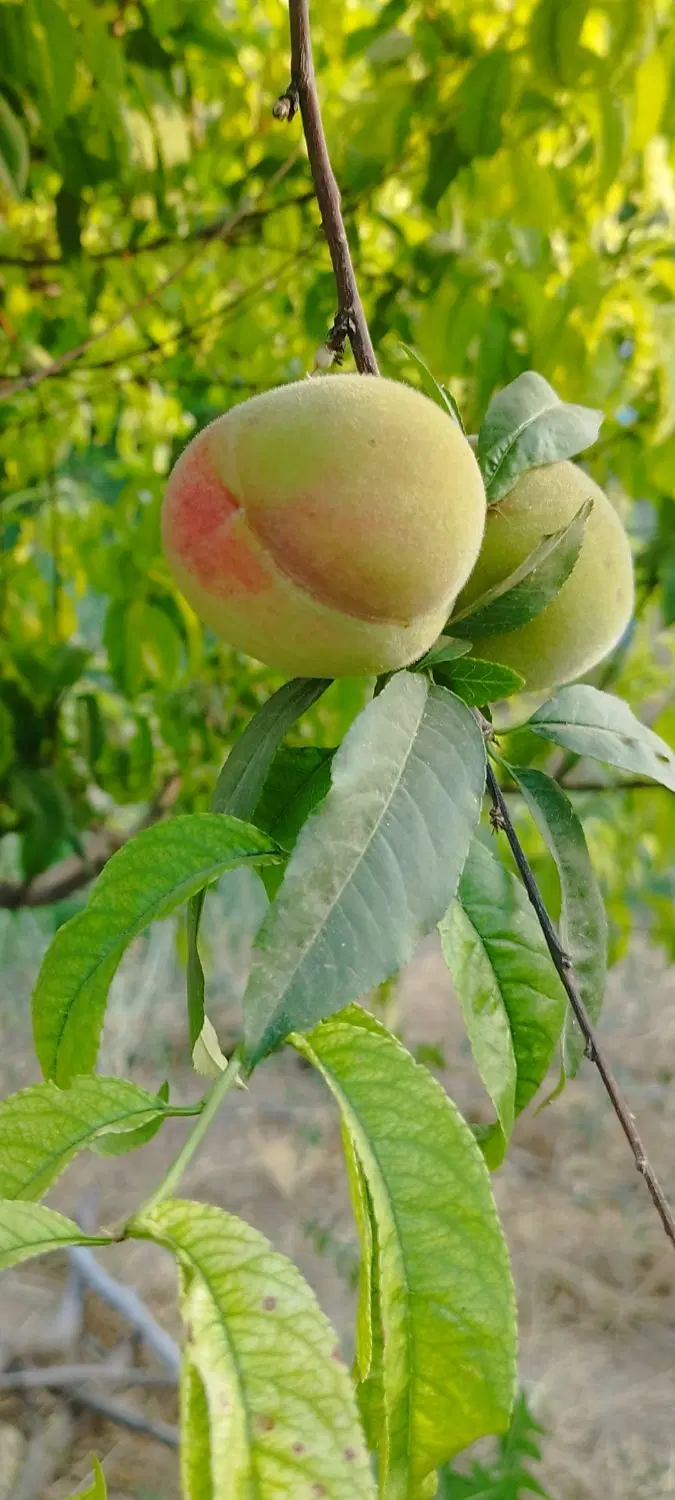 فروش باغ