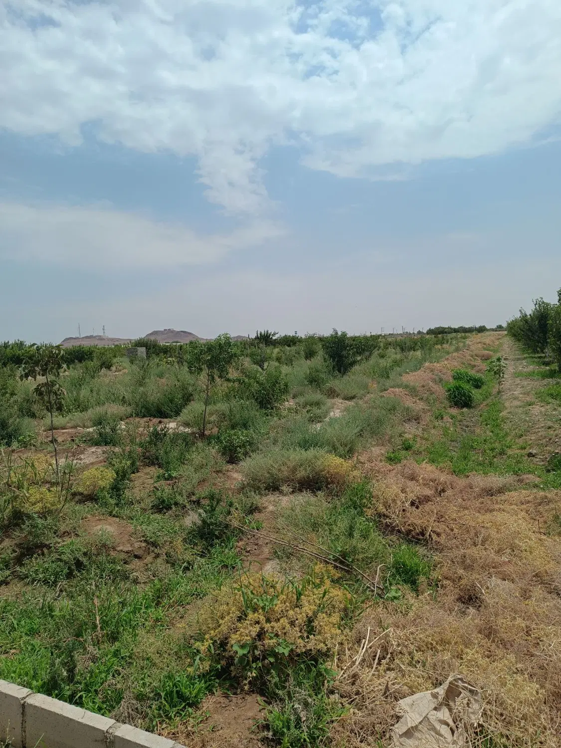 فروش زمین باغی