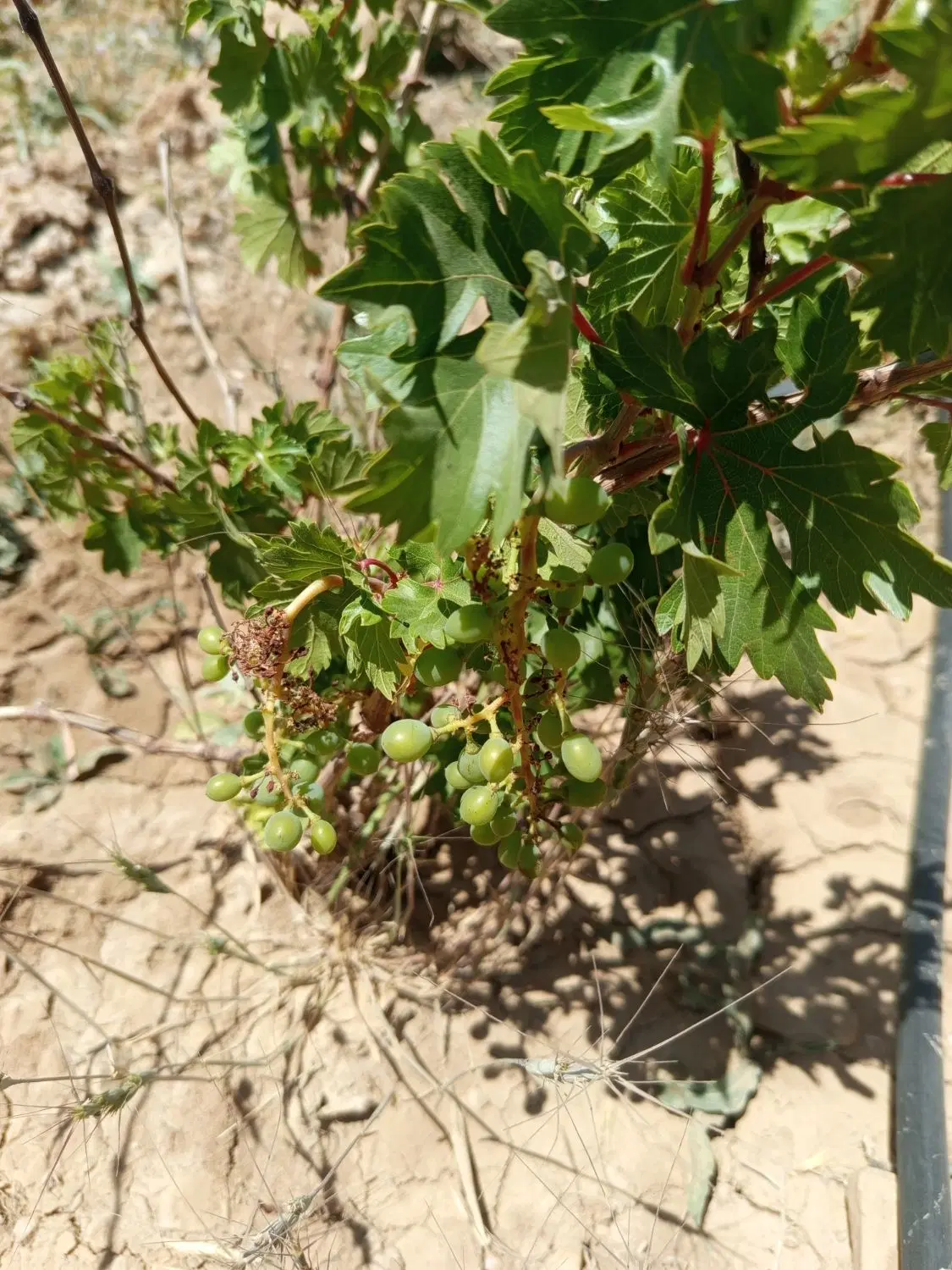 باغ انگور ۱۰۰۰ متری دشت ارژن