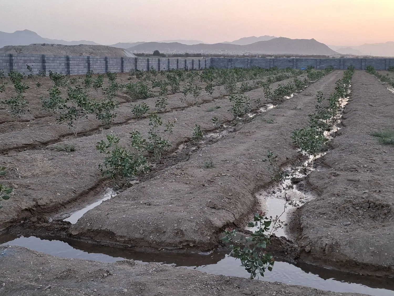 زمین وباغ پسته.شهر کرکوند.صحرای جنت آباد