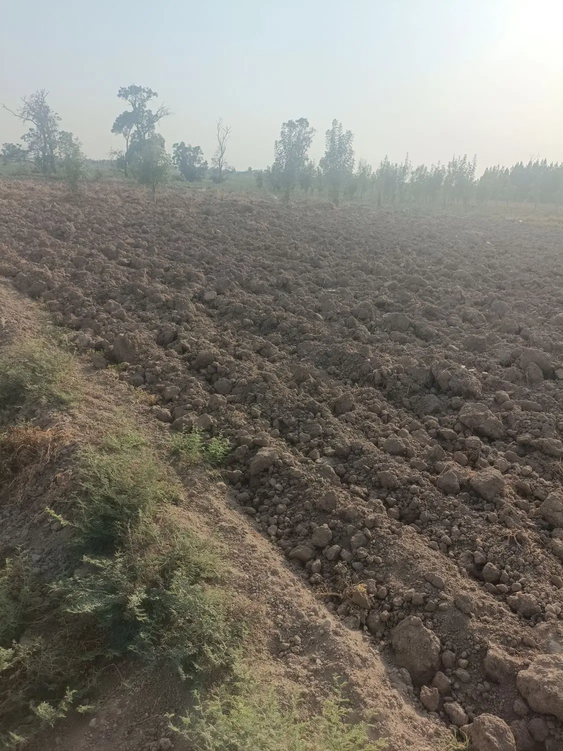 زمین باغ و باغچه
