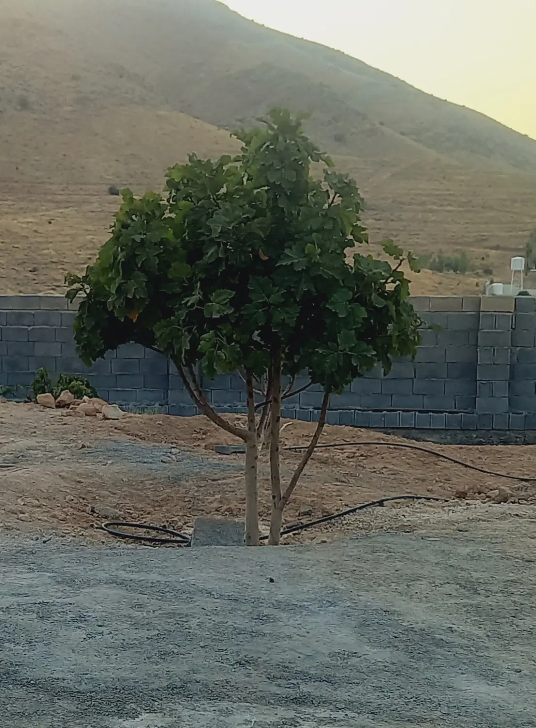 باغ انجیر