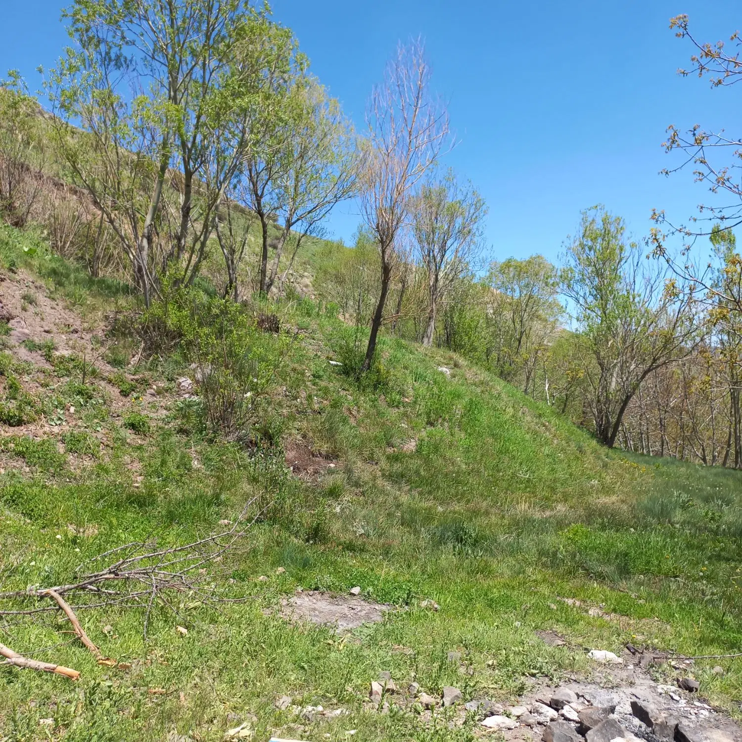 زمین باغی روستایِ یحیی‌آباد