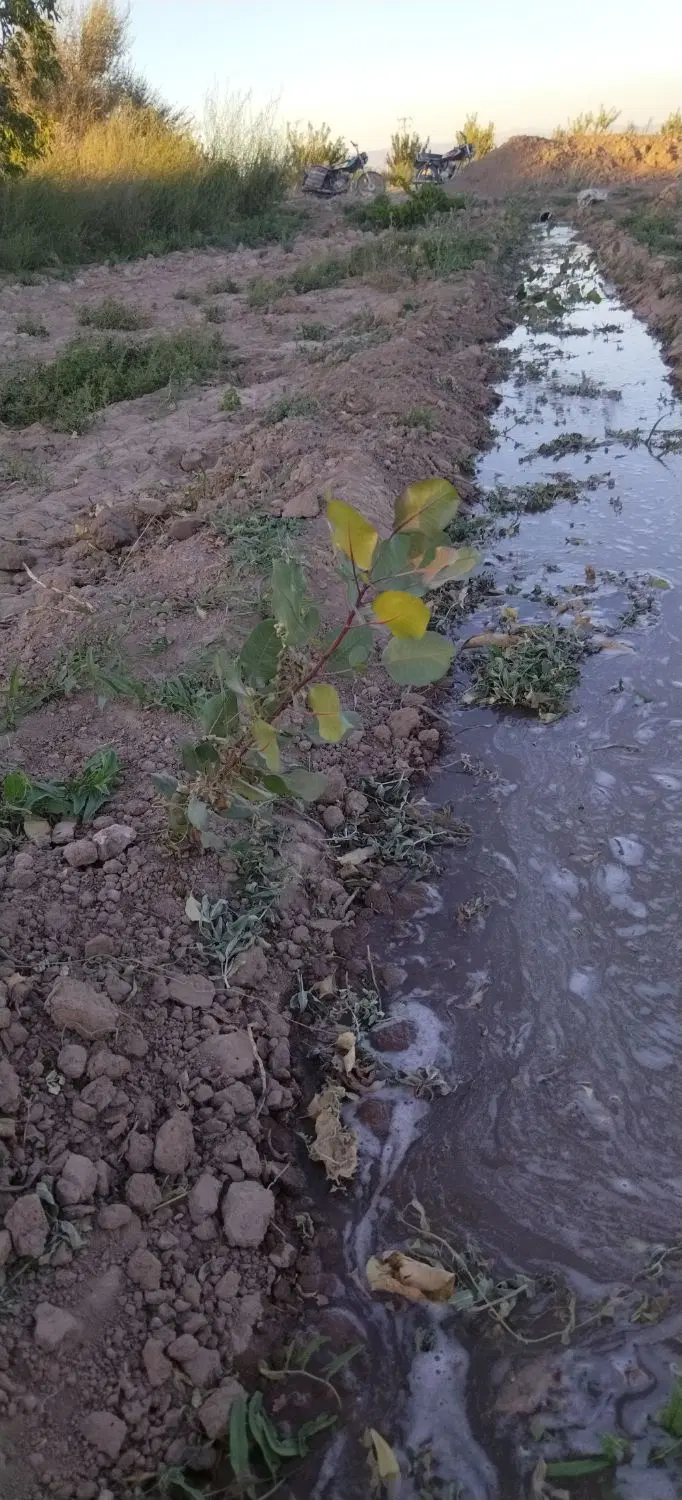 باغ پسته دوساله