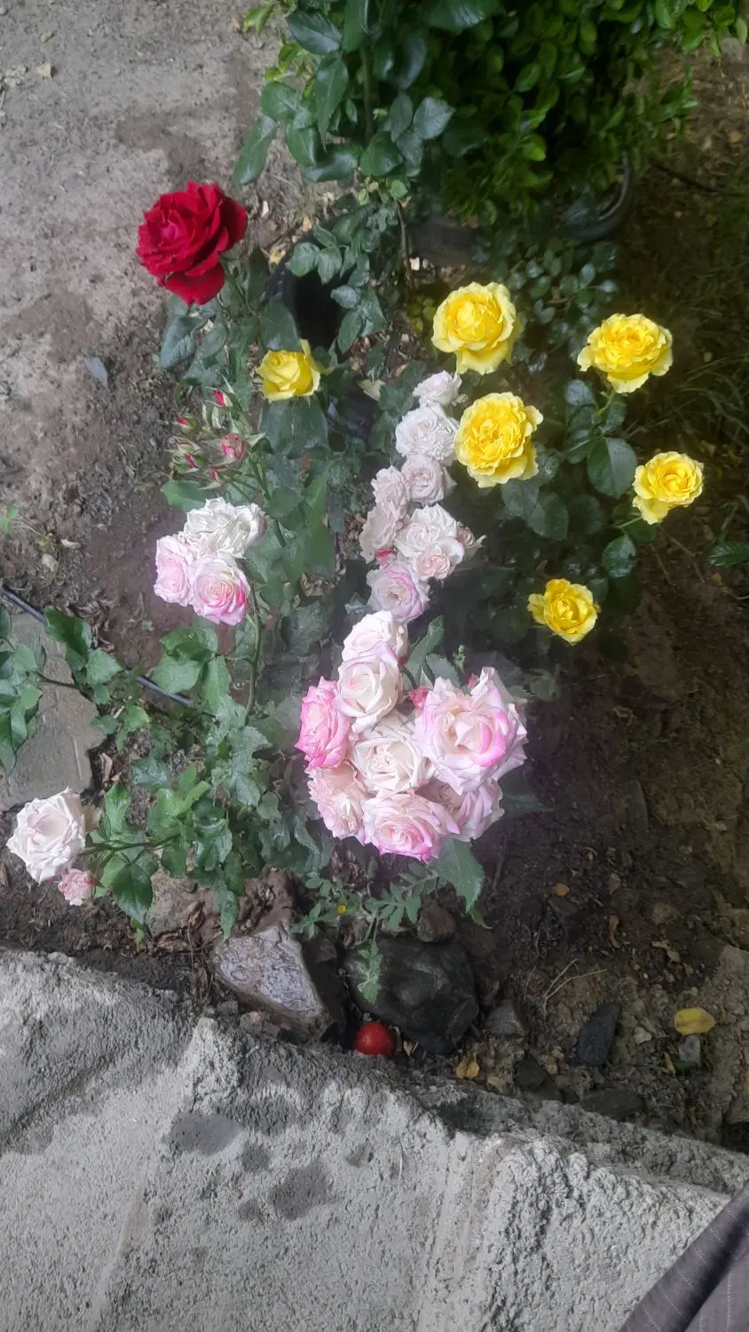 فروش دو قطعه باغ۸۵۰ متری قلیان