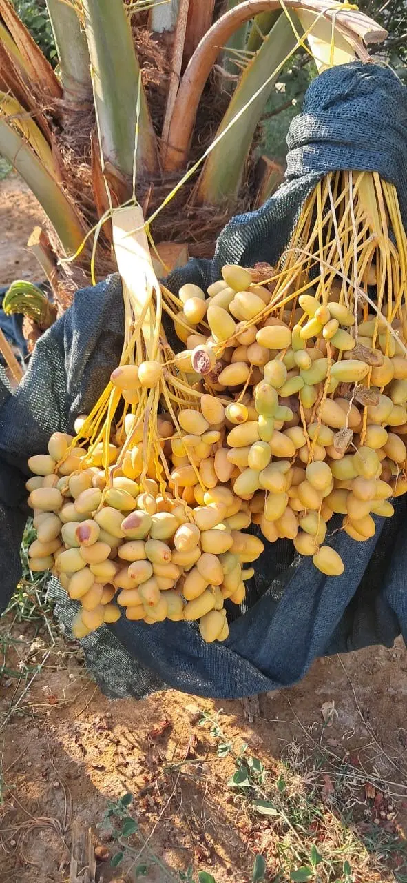 زمین در جاده باغات