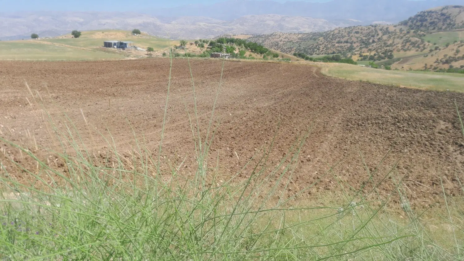 زمین کشاورزی