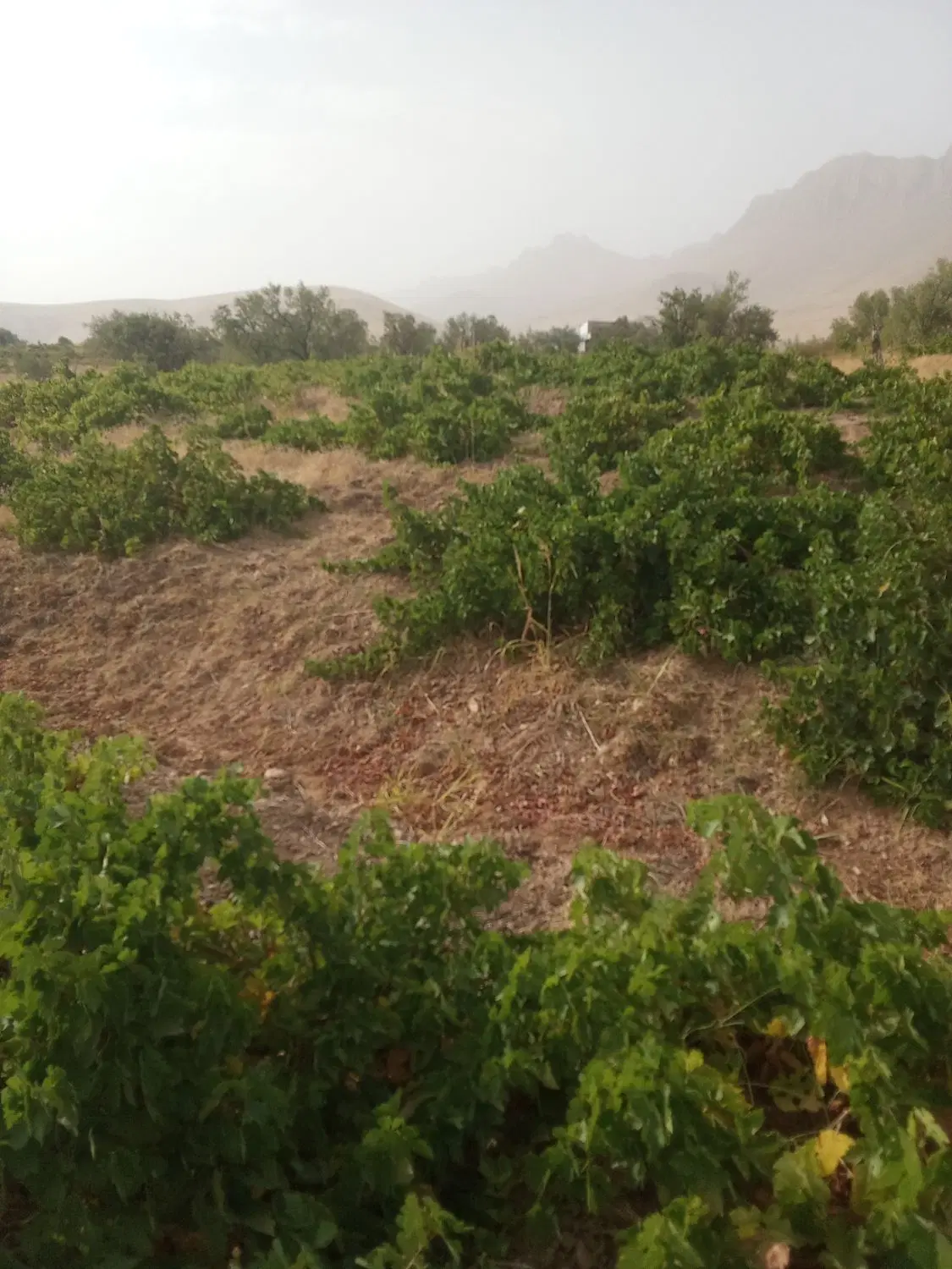 فروش باغ انگور