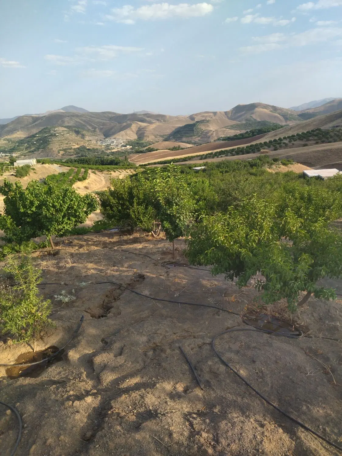 باغ گزنه