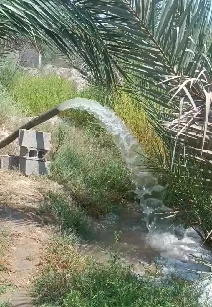 باغ نخل