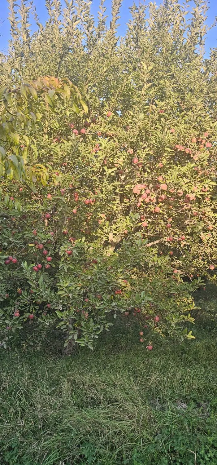 اجاره باغ سیب قرمز