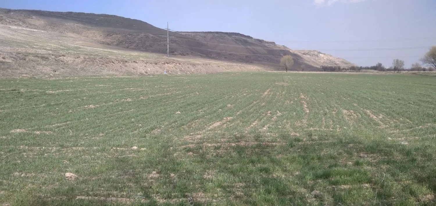 زمین زراعی