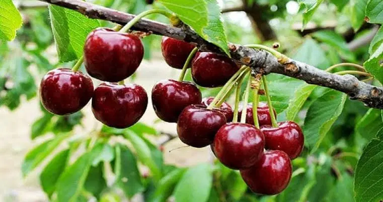 فروش زمین در شهر هیر