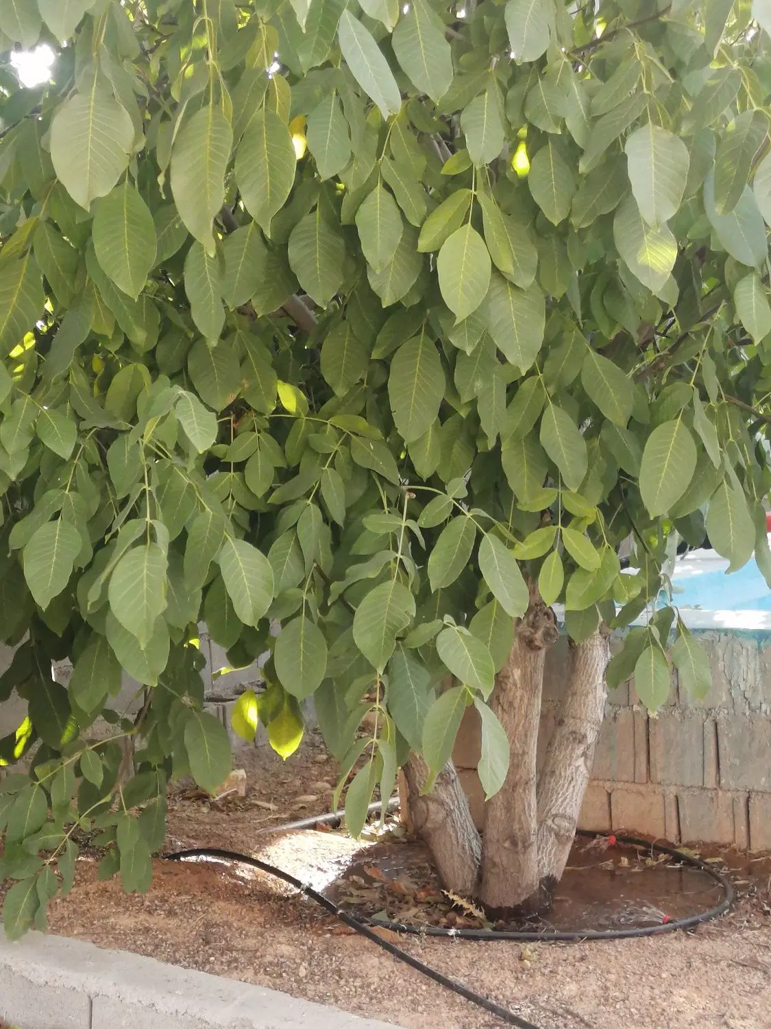 فروش یا معاوضه باغ