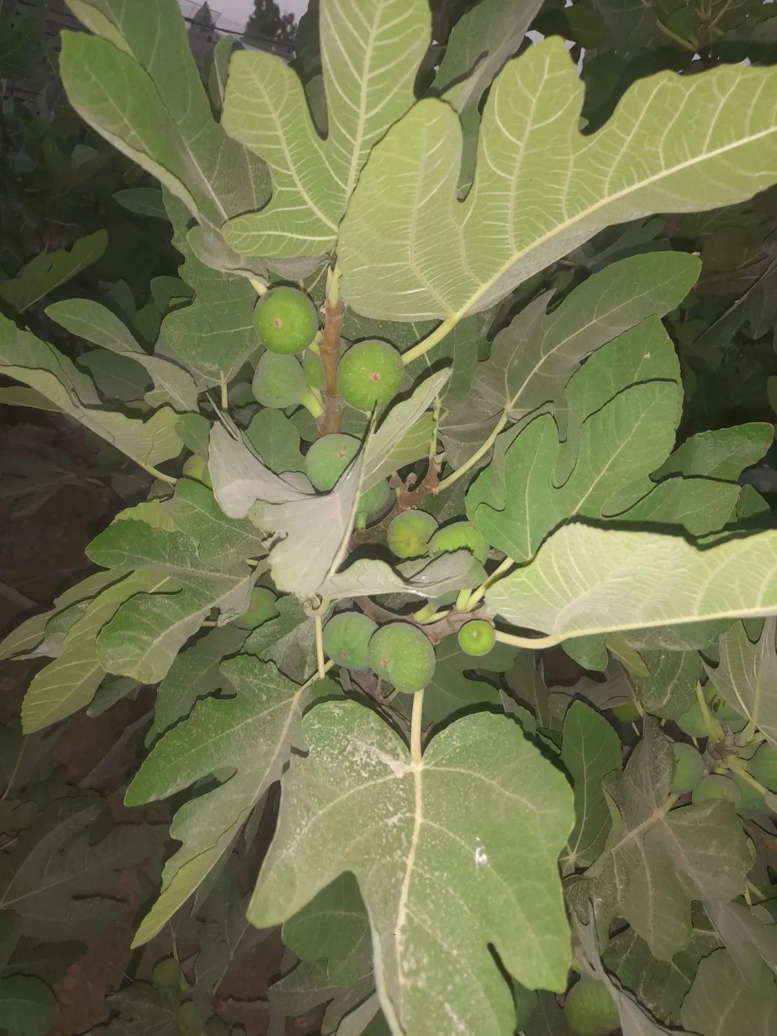 زمین  باغچه