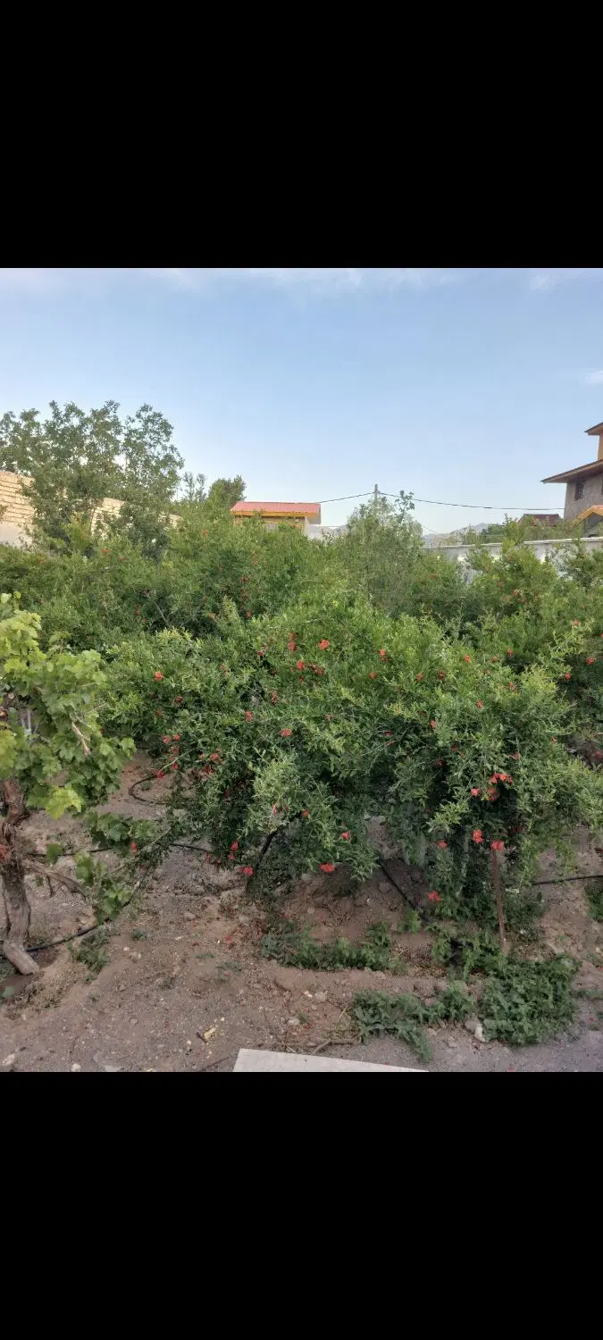 باغ و باغچه کهک روستای آبنو