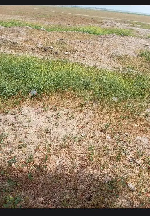 زمین زراعی باغی