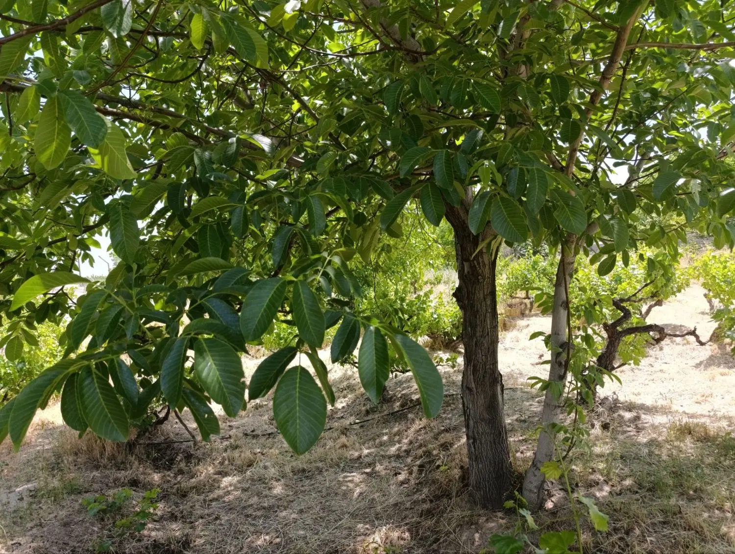 باغچه 200متری دارای سن اب درختان میوه چند ساله