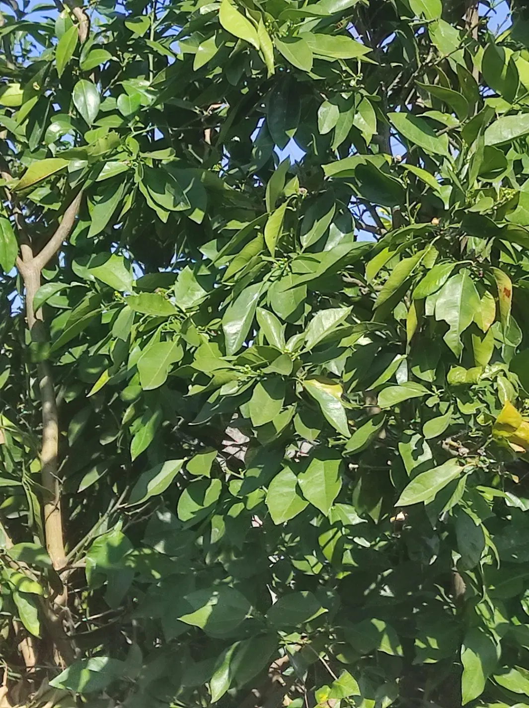 شالیزار زمین بهزراعی