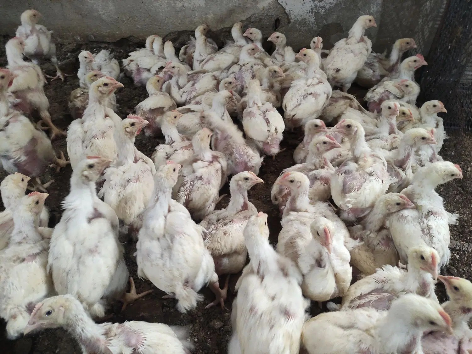اجاره مرغداری 35هزار قطعه ای گوشتی
