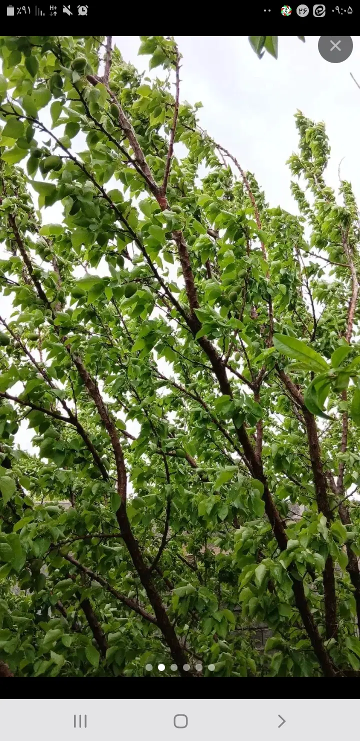 باغ اجاره محدوده رستوران شب نشین