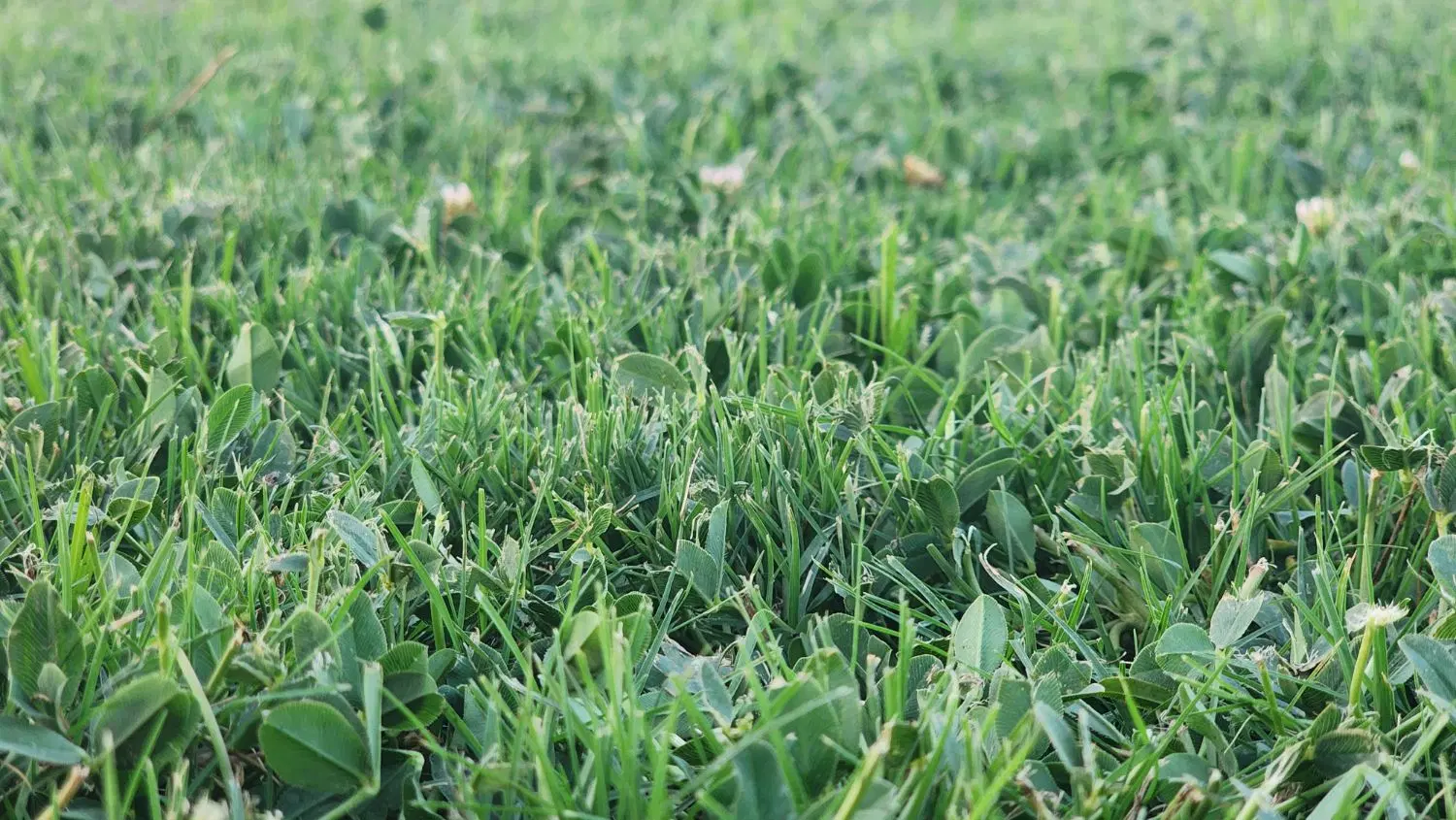 زمین مسکونی باغی