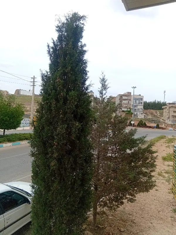 رهن واجاره یه خواب وزارت فاز۲صدرا