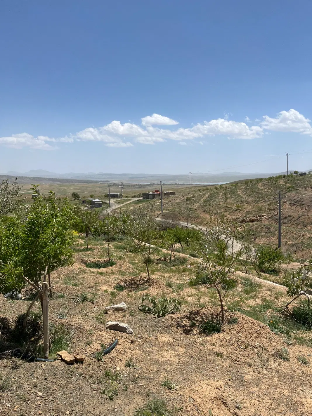 زمین باغی بادام