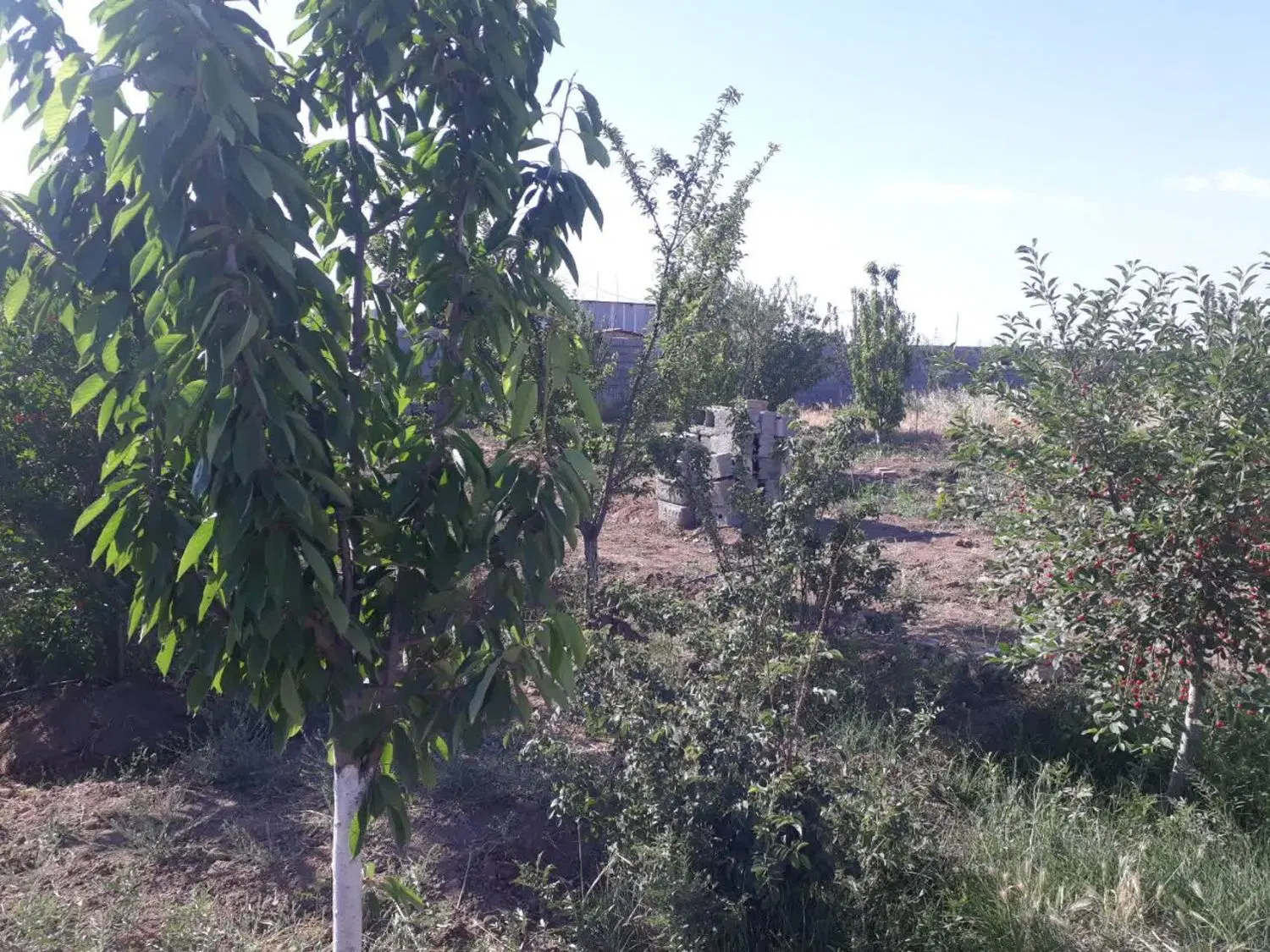 فروش باغچه
