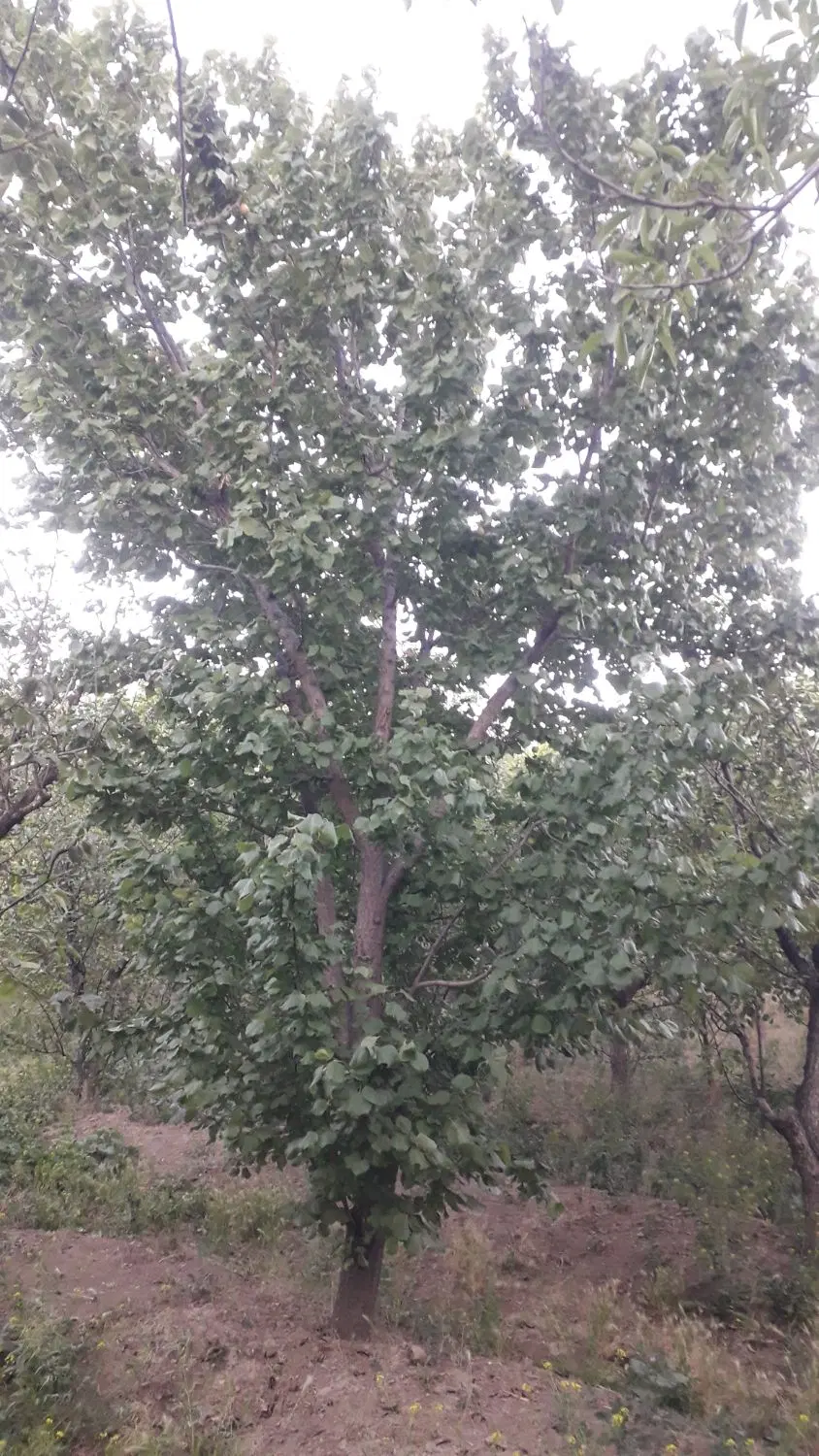 باغ گلابی