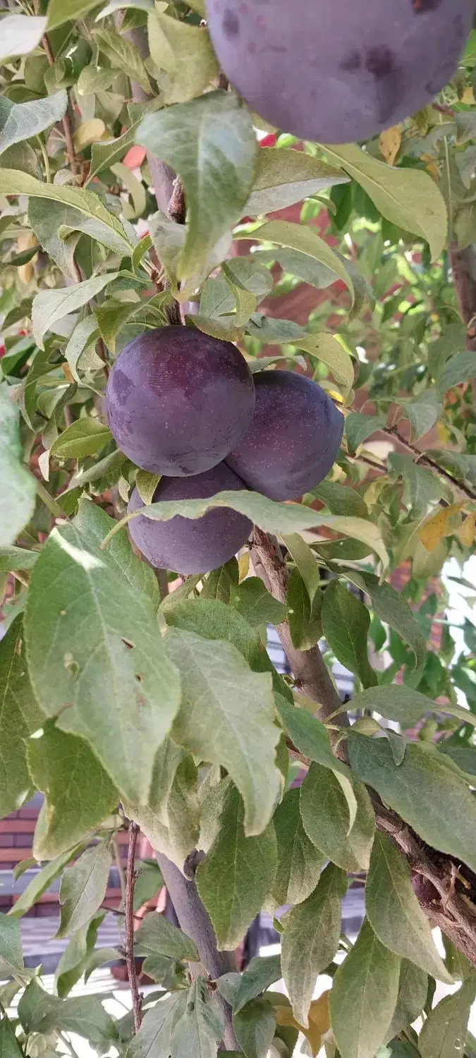 فروش ویلاکوهستانی باکلیه لوازم منزل