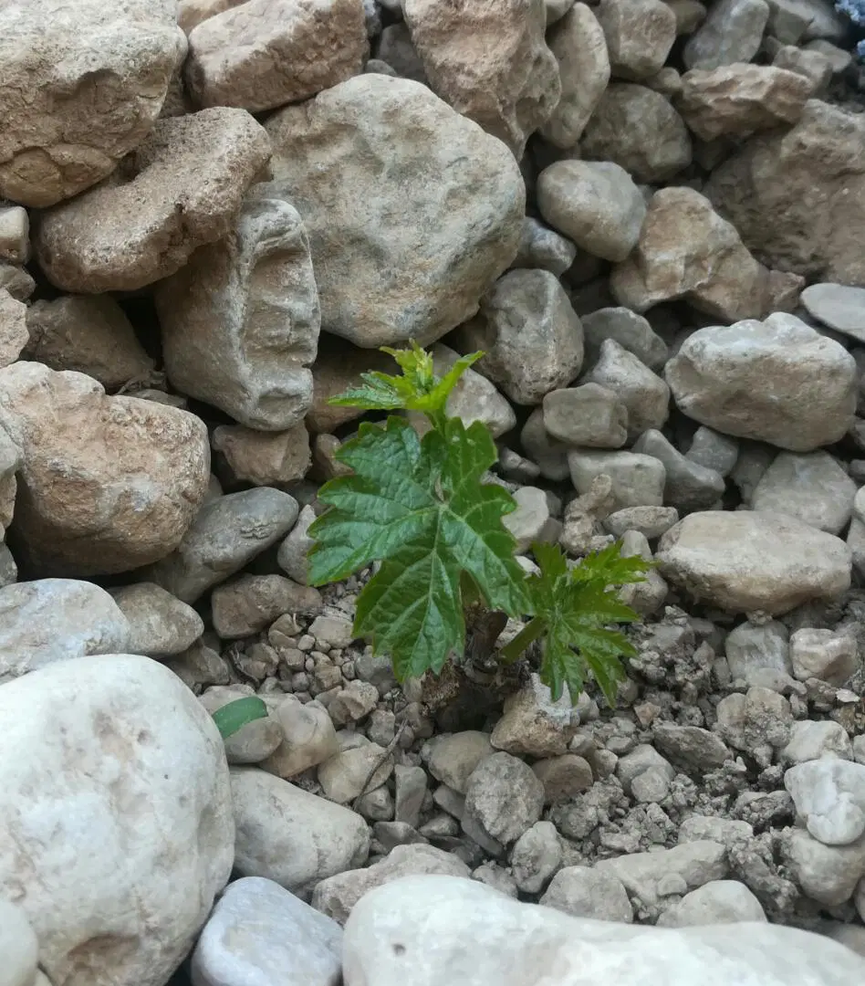 فروش باغ انگور