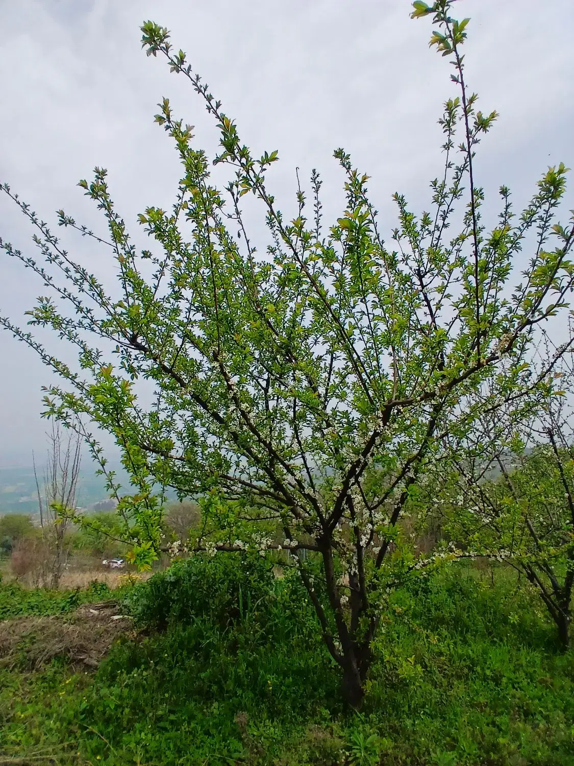 فروش باغ 5ساله بارده نصراباد گرگان