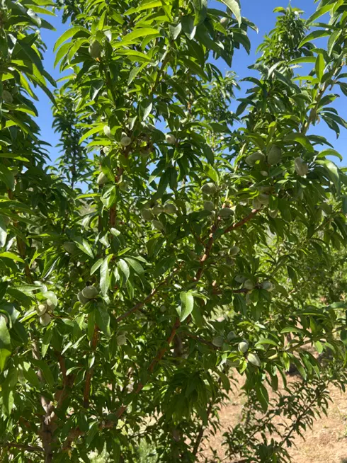 باغ و باغچه  ۱۴۰۰ متر در روستای طیخور