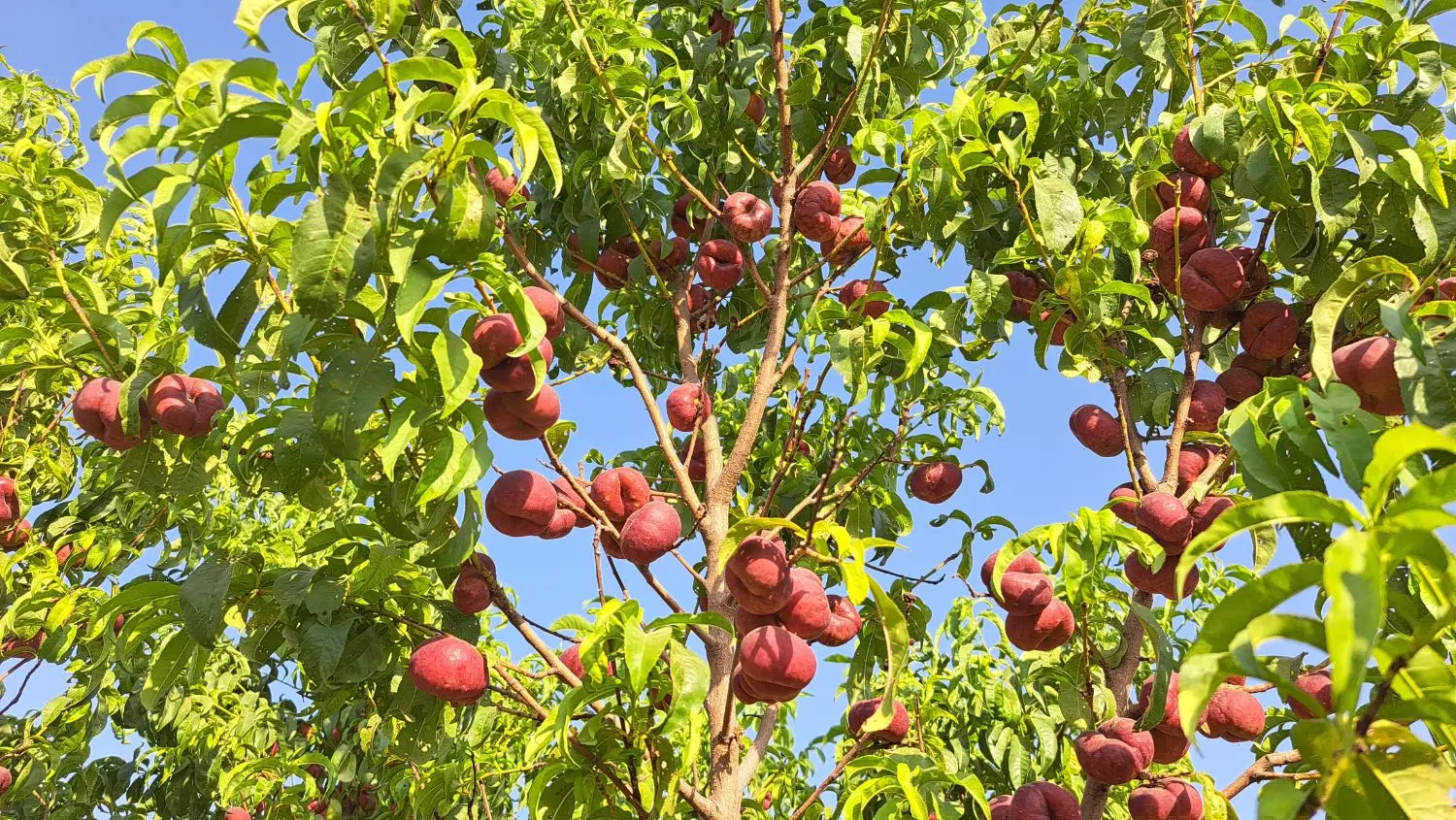 باغچه شهرکی نمکلان